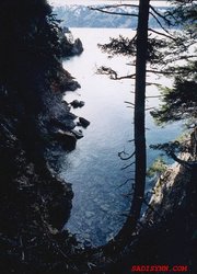 Seldovia Bay view with spruce tree